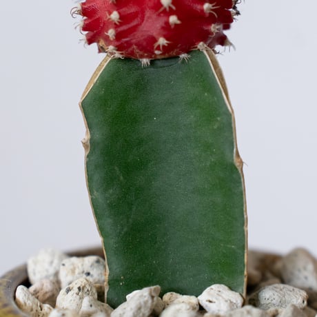 ギムノカリキウム ヒボタン 緋牡丹 鉢セット サボテン 多肉植物 観葉植物 インテリアグリーン 静岡 ANTIDOTE 通販 S1386