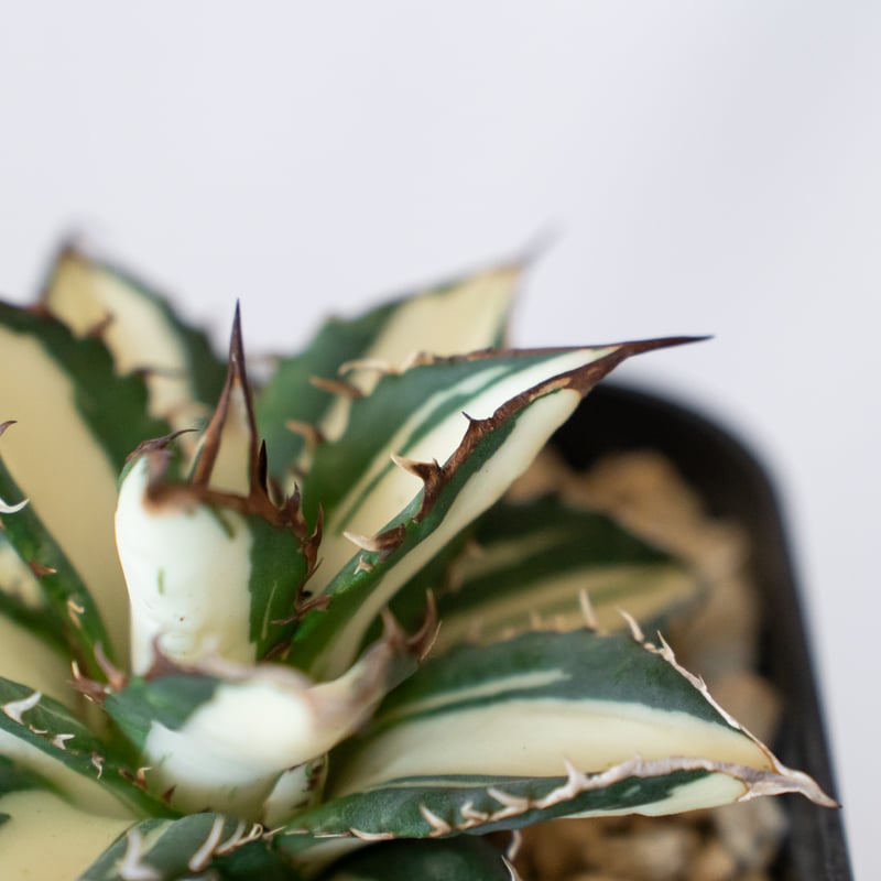 アガベ太陽神白中斑入り抜き苗発送 アガベ太陽神白中斑入り抜き苗発送 アガベ太陽神白中斑入り抜き