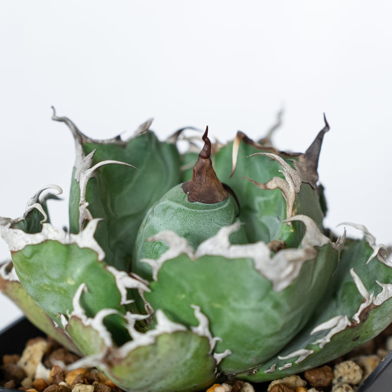 アガベ チタノタ 白鯨 美株 OC株【発根管理中】Agave titanota White W