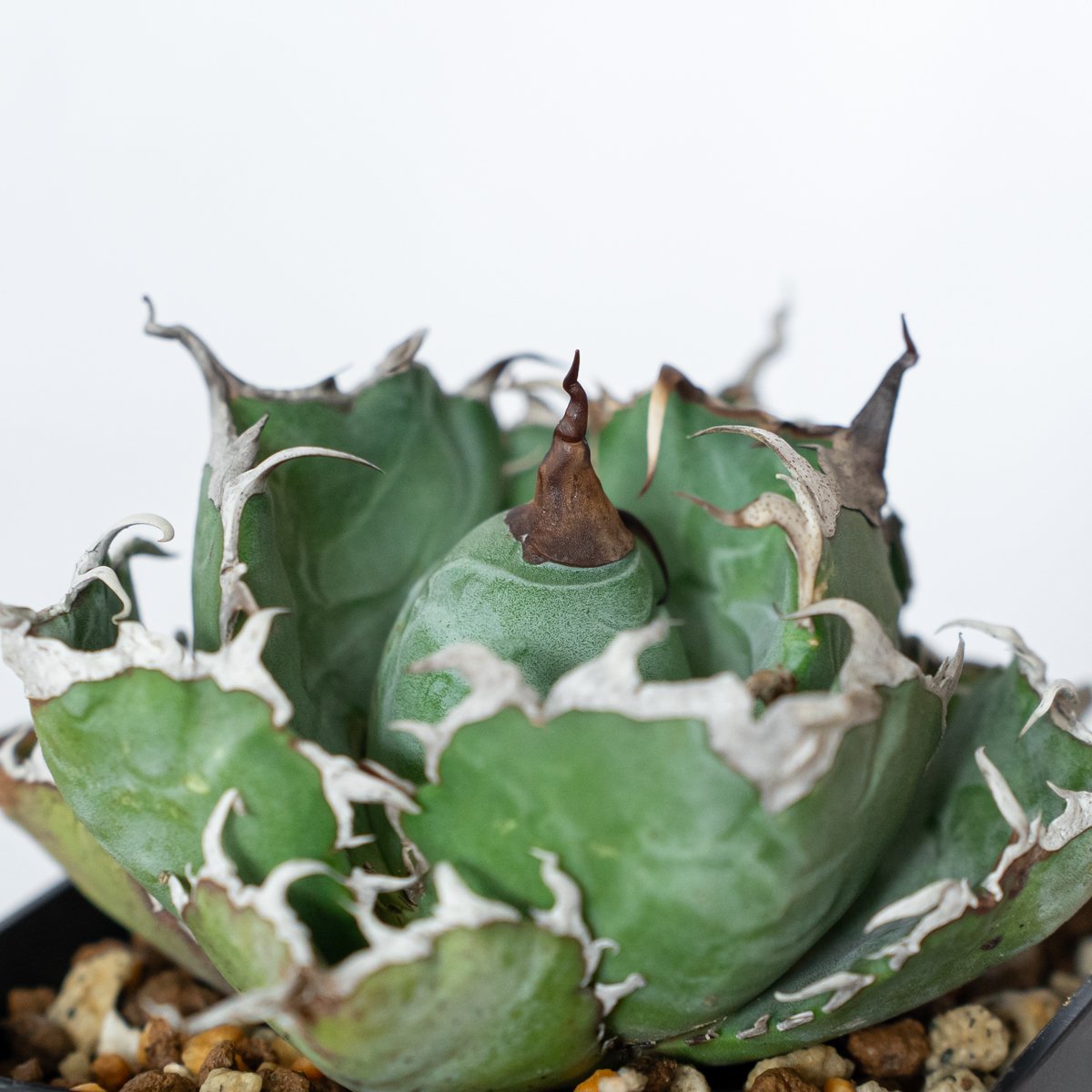 アガベ チタノタ 白鯨 美株 OC株【発根管理中】Agave titanota White W
