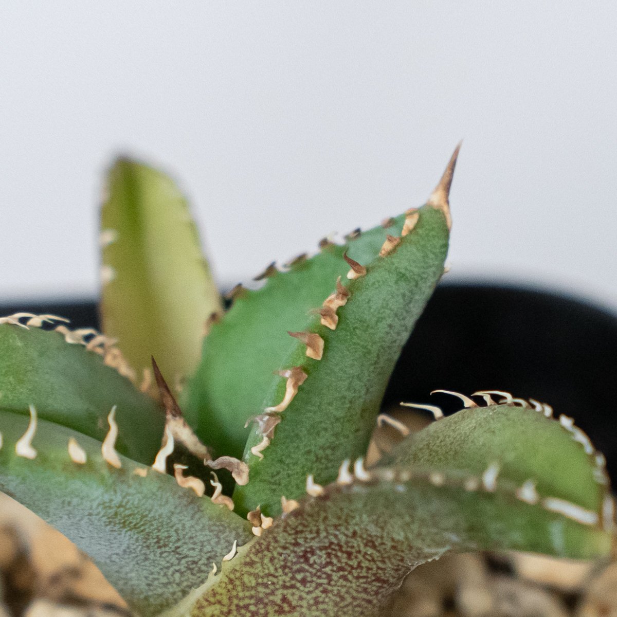 アガベ チタノタ 白豪刺 TC株 Agave titanota Byakugoshi 多肉