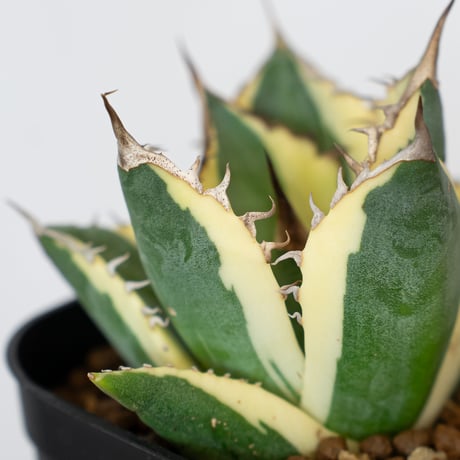 アガベ チタノタ スナグルトゥース OC株 美株 Agave titanota Snaggle Tooth 多肉植物 珍奇植物 静岡 ANTIDOTE 通販 S825