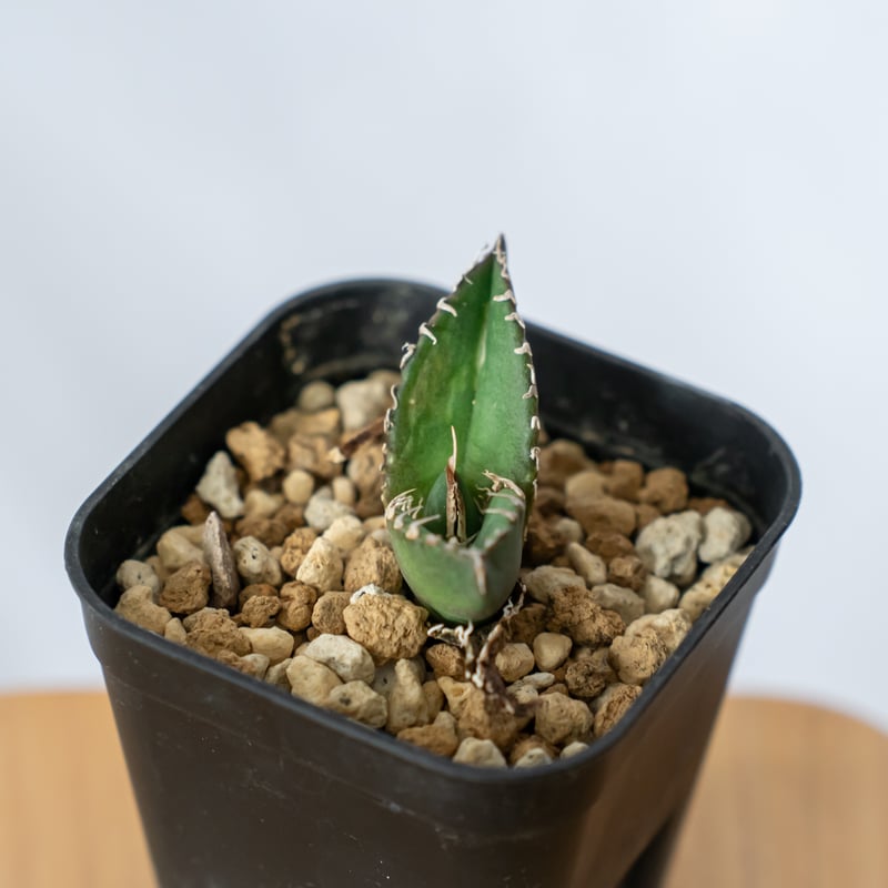 アガベ チタノタ 南アフリカダイヤモンド【発根管理中】TC株 Agave