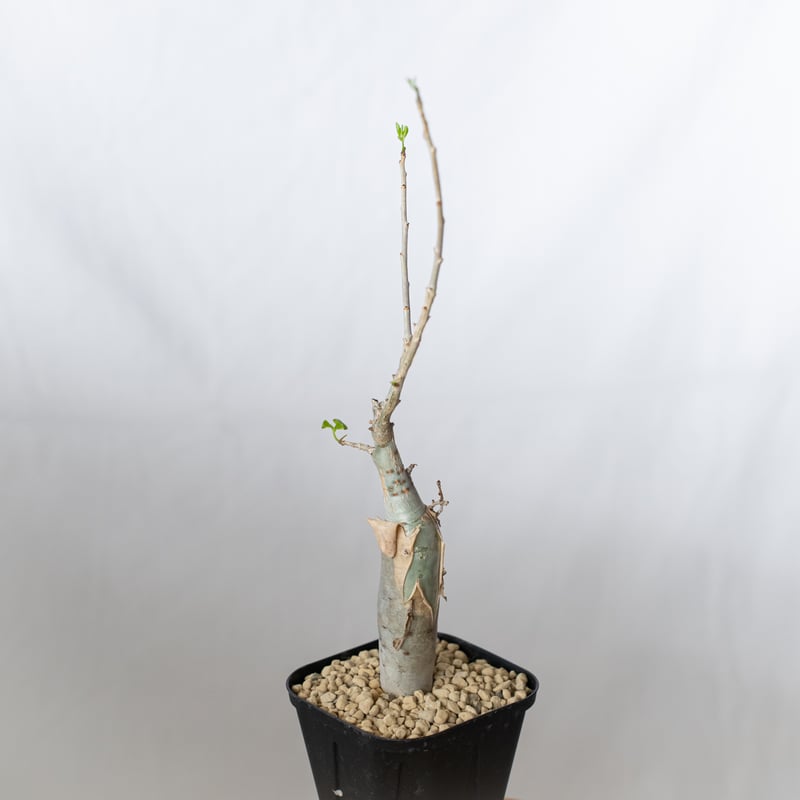 ブルセラ ファガロイデス 実生 Bursera fagaroides 多肉植物 珍奇植物