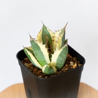 超美株！！アガベ　チタノタ　スナグルトゥース アガベ チタノタ スナグルトゥース OC株 美株 Agave titanota Snaggle