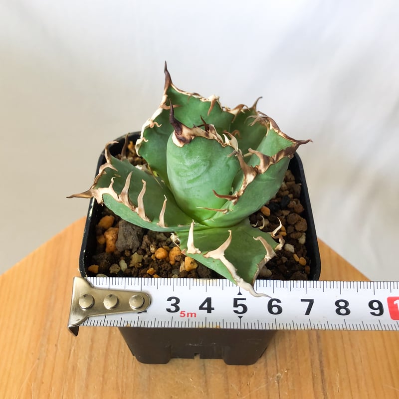 美株❗️ アガベ　チタノタ　シーザー　【5】 アガベ チタノタ シーザー 美株 OC株 Agave titanota Caesar 多肉植物