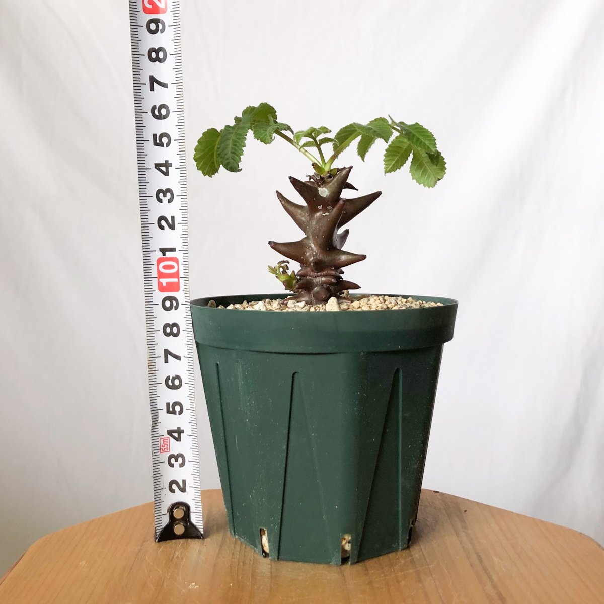 【実生⑦】ベイセリアメキシカーナ ベイセリア メキシカーナ 実生 Beiselia mexicana 塊根植物 多肉植物