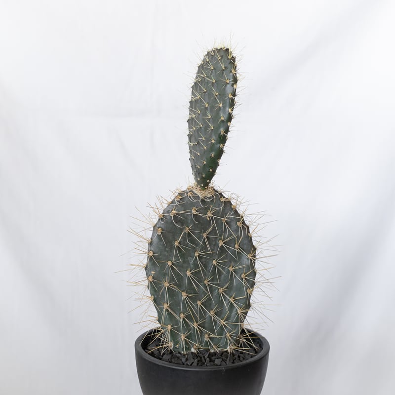 輸入苗 opuntia galapageia オプンチア サボテン 多肉植物 オプンチア ガラパゴス団扇 実生 Opuntia galapageia サボテン 多肉