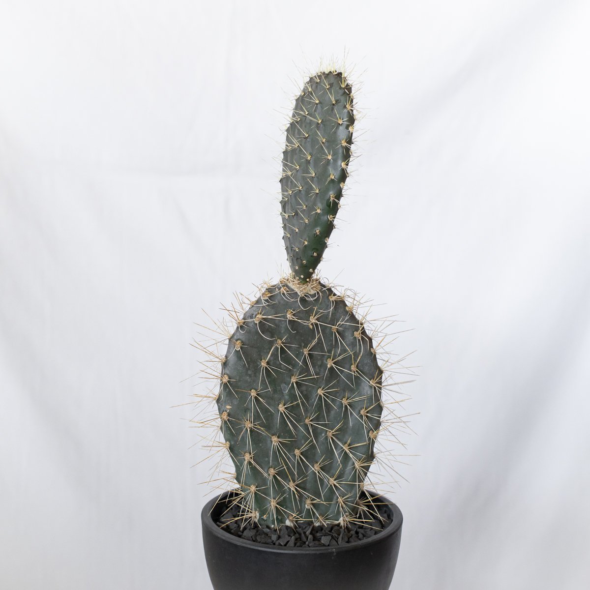 オプンチア ガラパゴス団扇 実生 Opuntia galapageia サボテン 多肉