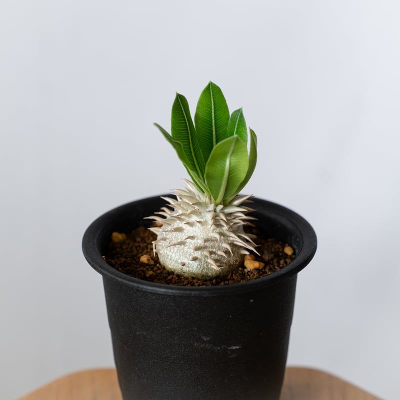 パキポディウム 恵比寿大黒 実生 Pachypodium Densicaule 塊根植物 コー