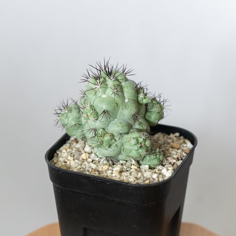 オルテゴカクタス マクドガリー 実生 Ortegocactus macdougallii 多肉植物 珍奇植物 静岡 ANTIDOTE 通販 S1480