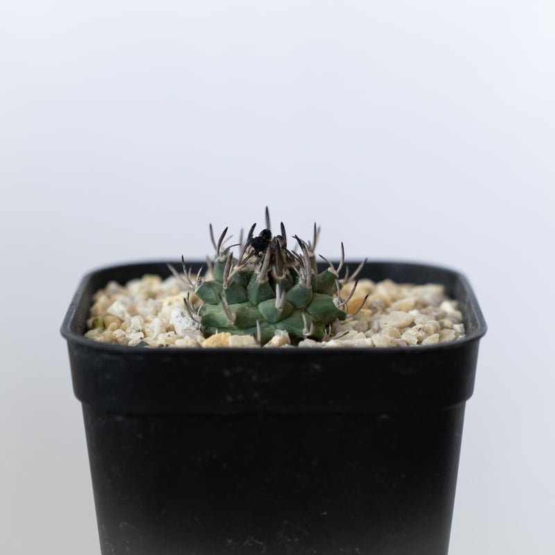 ツルビニカルプス 昇竜丸 実生 Turbinicarpus Schmiedickeanus サ