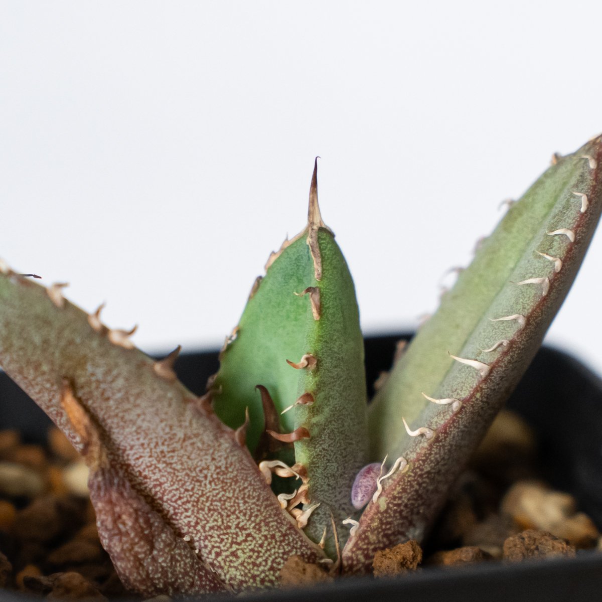アガベ チタノタ 冠鷲 クラウンイーグル【発根管理中】TC株 Agave
