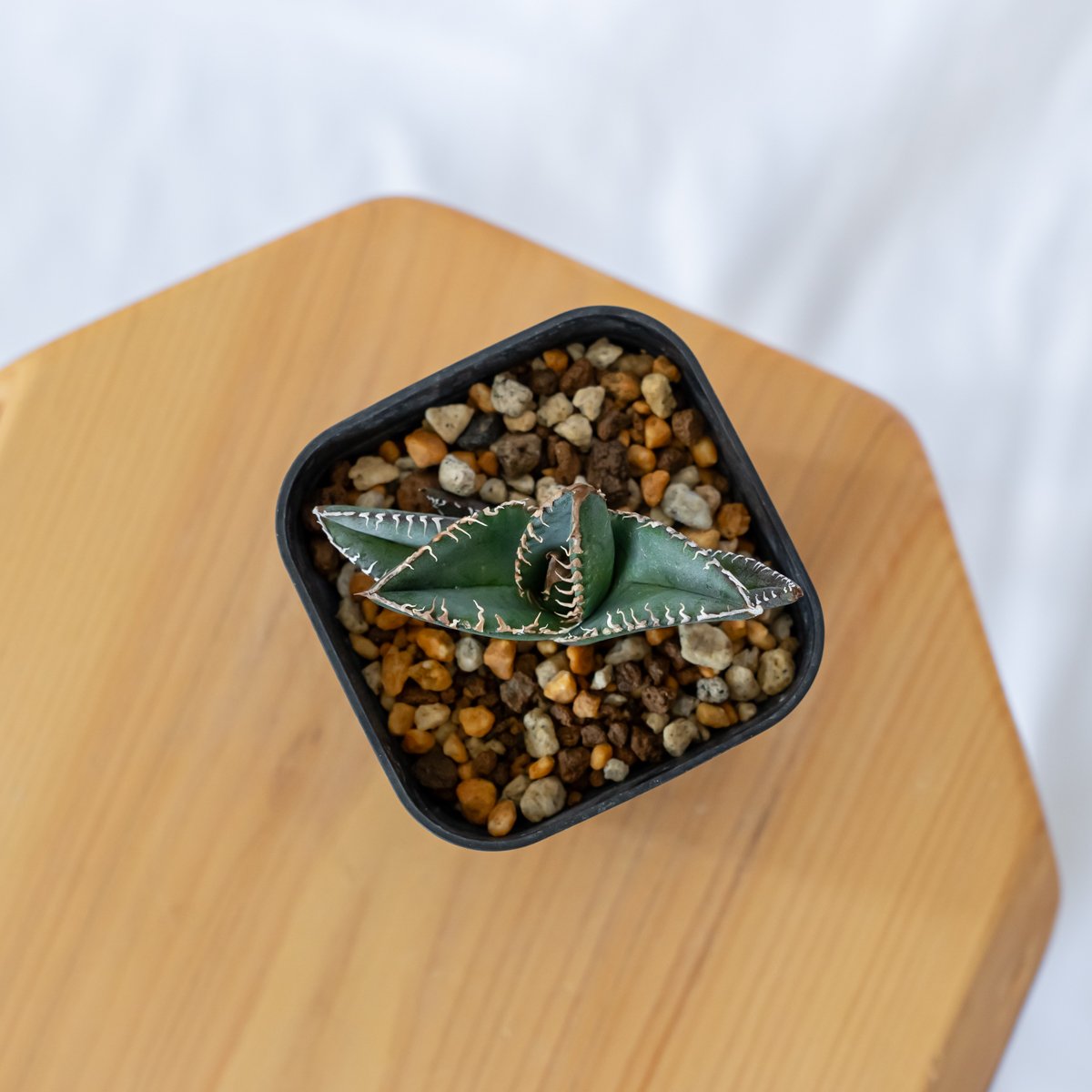 アガベ チタノタ 悪魔くん【発根管理中】TC株 Agave titanota 多肉植物