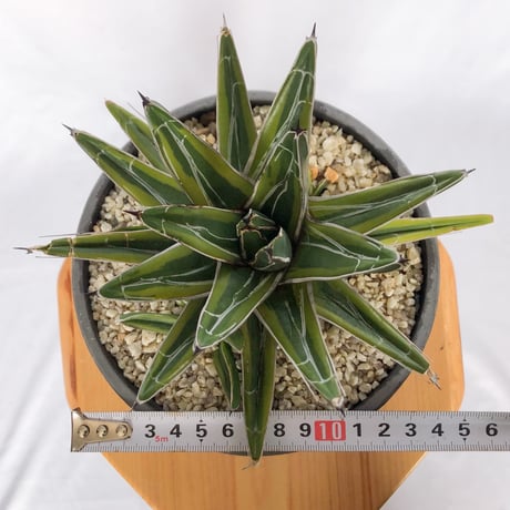 アガベ 笹の雪錦 OC株 Agave victoriae-reginae variegata 多肉植物 珍奇植物 ANTIDOTE 静岡 通販 S1164
