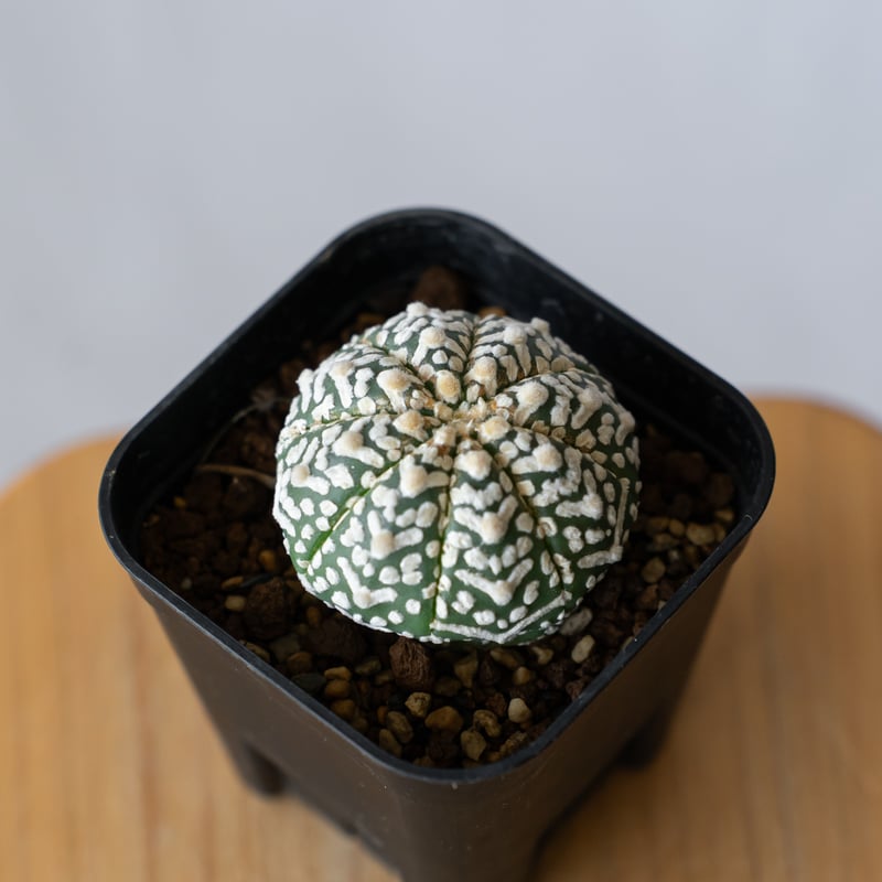 アストロフィツム スーパー兜 Vタイプ アロータイプ 実生 Astrophytum