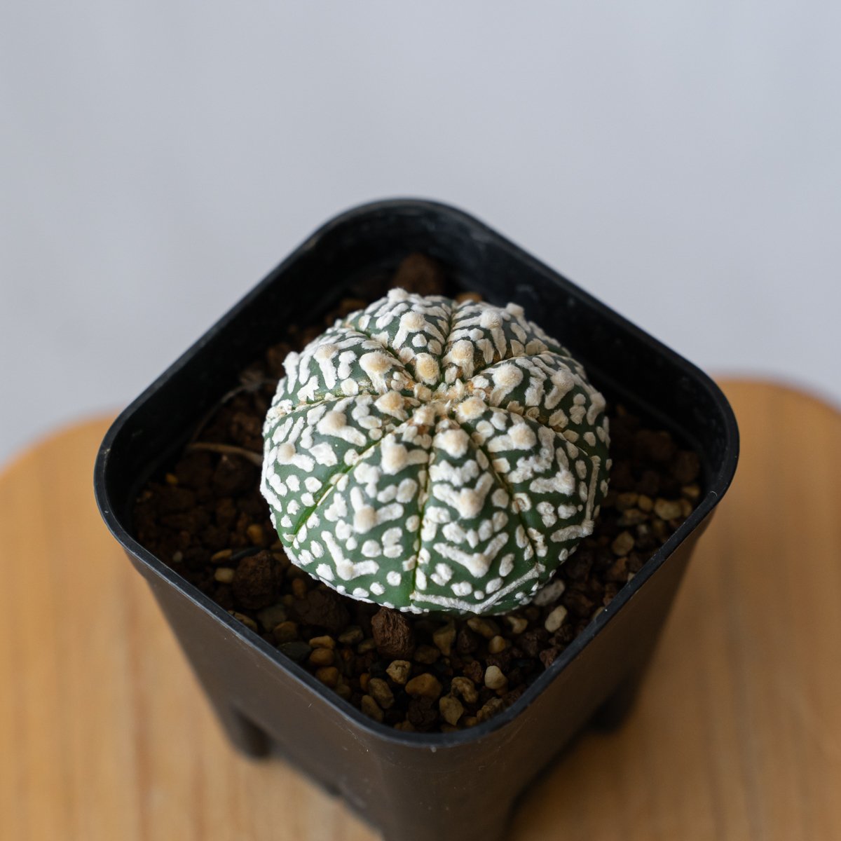 アストロフィツム スーパー兜 Vタイプ アロータイプ 実生 Astrophytum