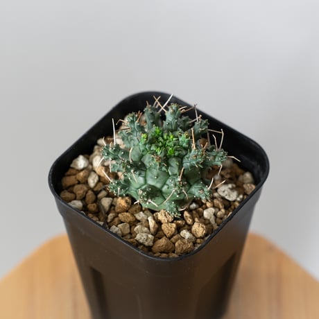 ユーフォルビア デセプタ 実生 Euphorbia decepta 多肉植物 珍奇植物 ANTIDOTE 静岡 通販 S1345