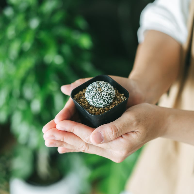 アストロフィツム スーパー兜 Vタイプ アロータイプ Astrophytum 多肉
