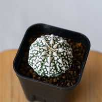 パキポディウム イノピナツム 現地球 pachypodhium 発根済 塊根植物