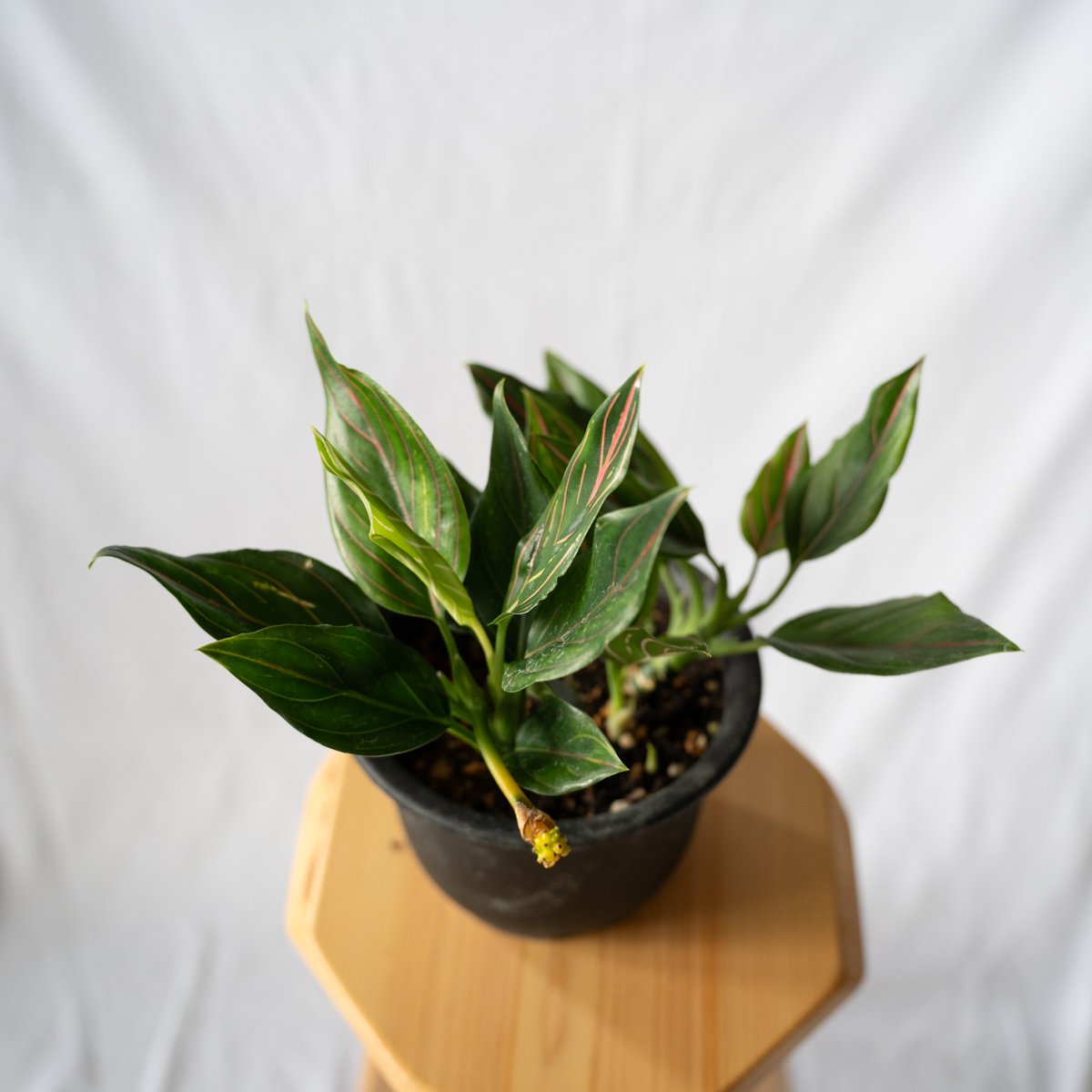アグラオネマ ロタンダム aglaonema 観葉植物 静岡 ANTIDOTE 通販