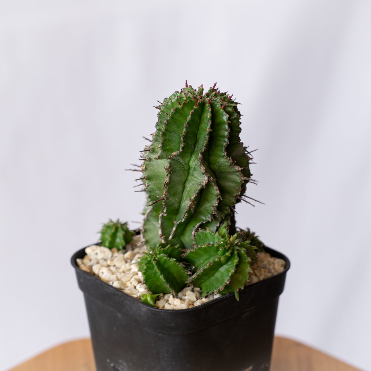 ユーフォルビア ポリゴナ Euphorbia polygona 多肉植物 珍奇植物 静岡
