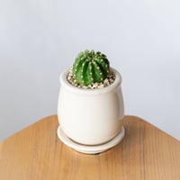 エキノプシス 大豪丸 鉢セット Echinopsis subdenudata サボテン 多肉植物 観葉植物 静岡 ANTIDOTE 通販 S1342