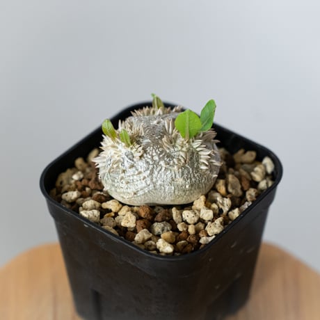 パキポディウム ブレビカウレ 恵比寿笑い 実生 Pachypodium brevicaule 塊根植物 コーデックス 多肉植物 珍奇植物 静岡 ANTIDOTE 通販 S1436