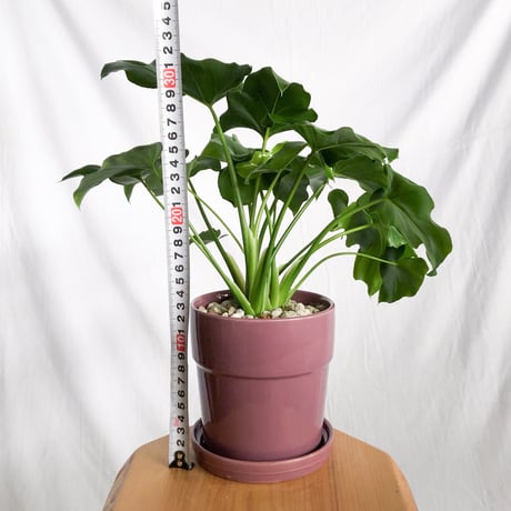 フィロデンドロン セローム 鉢セット Horsehead philodendron 観葉植物 多肉植物 インテリアグリーン 静岡 ANTIDOTE 通販 S1300