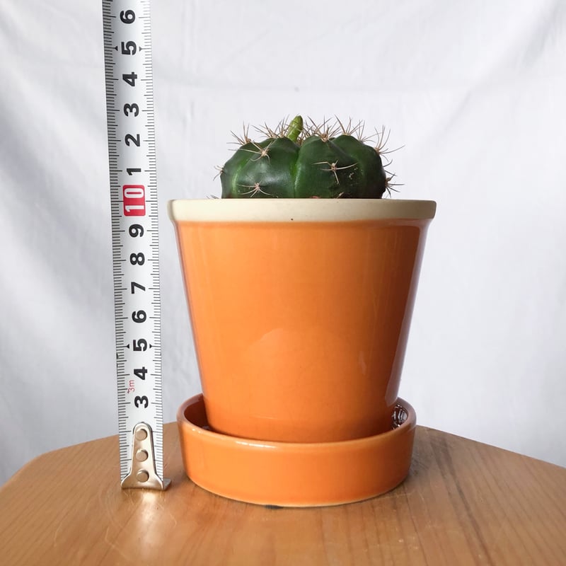 ギムノカリキウム 翠晃冠 鉢セット Gymnocalycium anisitsii サボテン