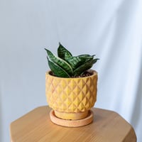 サンスベリア ハニー 鉢セット Sansevieria Hahnii 観葉植物 多肉植物 静岡 ANTIDOTE 通販 S1017