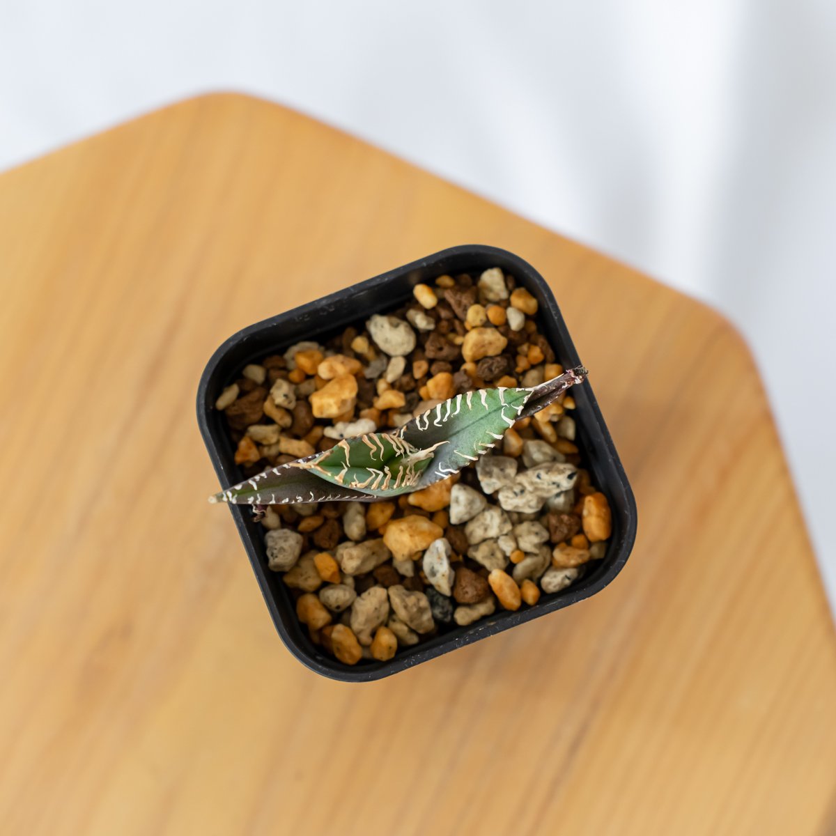 アガベ チタノタ BB黄覆輪 小株 2株➕BB白覆輪 1株 極上 レア発根済 アガベ チタノタ BB錦 白覆輪斑 ブラックアンドブルー錦 発根