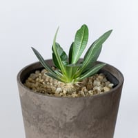 パキポディウム レウコキサンツム 実生 Pachypodium brevicaule leucoxanthum 塊根植物 コーデックス 多肉植物 珍奇植物 静岡 ANTIDOTE 通販 S1422