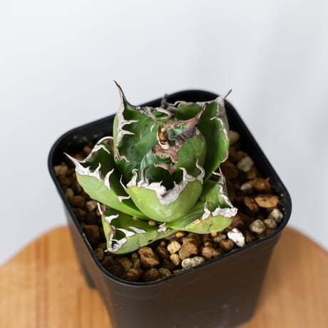 アガベ チタノタ 魔丸 OC株【発根管理中】agave titanota imps 多肉