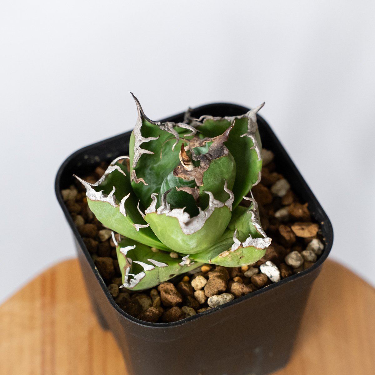 アガベ チタノタ 魔丸 OC株【発根管理中】agave titanota imps 多肉