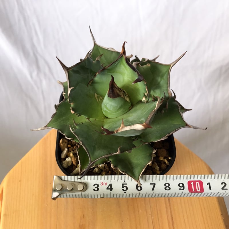 アガベ チタノタ ハデス OC株 美株 agave titanota hades 多肉