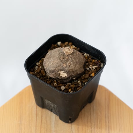 ステファニア エレクタ 実生【発根管理中】Stephania erecta 塊根植物 コーデックス 多肉植物 珍奇植物 静岡 ANTIDOTE 通販 S1415