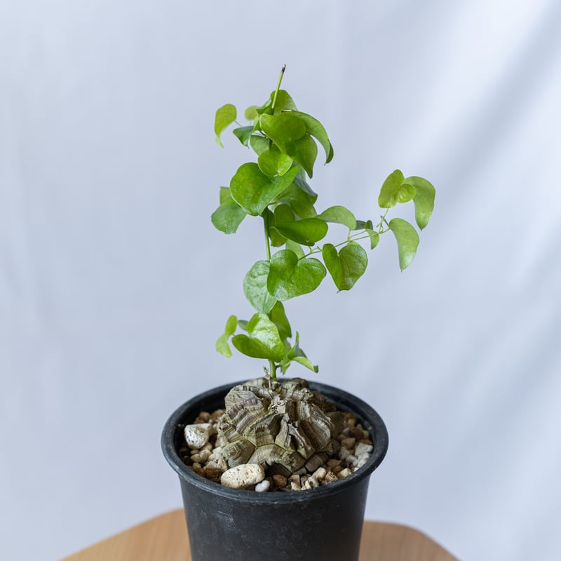 亀甲竜 ディオスコレア・エレファンティペス Dioscorea elephantipes コー...