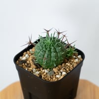 ユーフォルビア 群星冠  実生 Euphorbia stellispina 多肉植物 珍奇植物 静岡 ANTIDOTE 通販 S1460