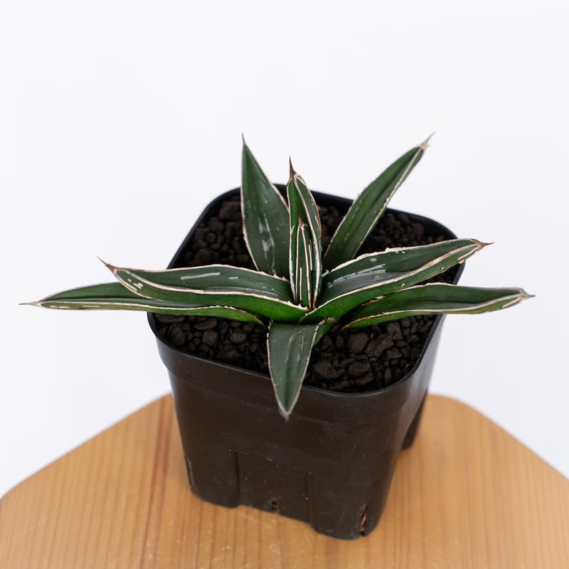 笹の雪　ニッケルシー　45± アガベ ニッケルシー 笹吹雪 OC株 Agave nickelsiae 多肉植物 珍奇植物