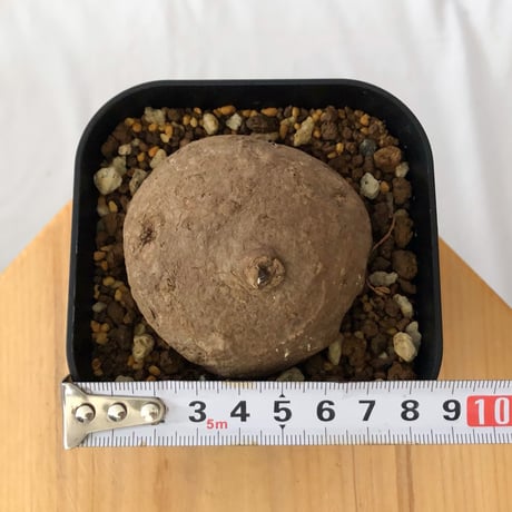 ステファニア エレクタ 実生【発根管理中】Stephania erecta 塊根植物 コーデックス 多肉植物 珍奇植物 静岡 ANTIDOTE 通販 S1414