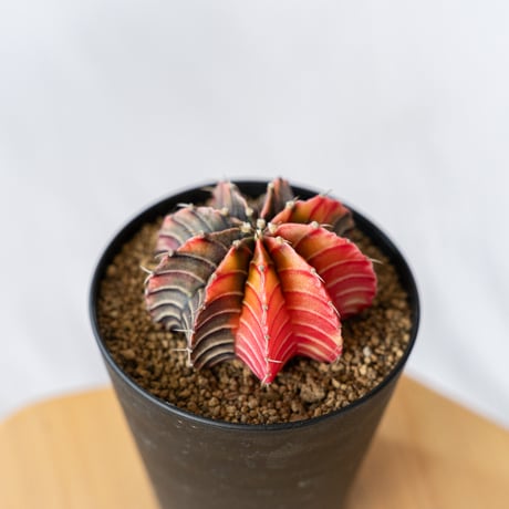 ギムノカリキウム friedrichii LB2178 hyb 緋牡丹錦　1箱 mihanovi フラワー・ガーデニング ギムノカリキウム friedrichii