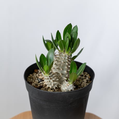 パキポディウム 恵比寿大黒 実生 Pachypodium Densicaule 塊根植物 コーデックス 多肉植物 珍奇植物 静岡 ANTIDOTE 通販 S1420