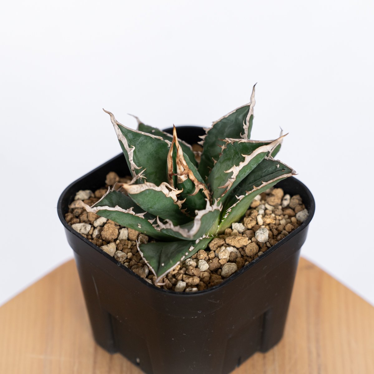 アガベ チタノタ 狼人 OC株 Agave titanota Werewolf 多肉植物 珍