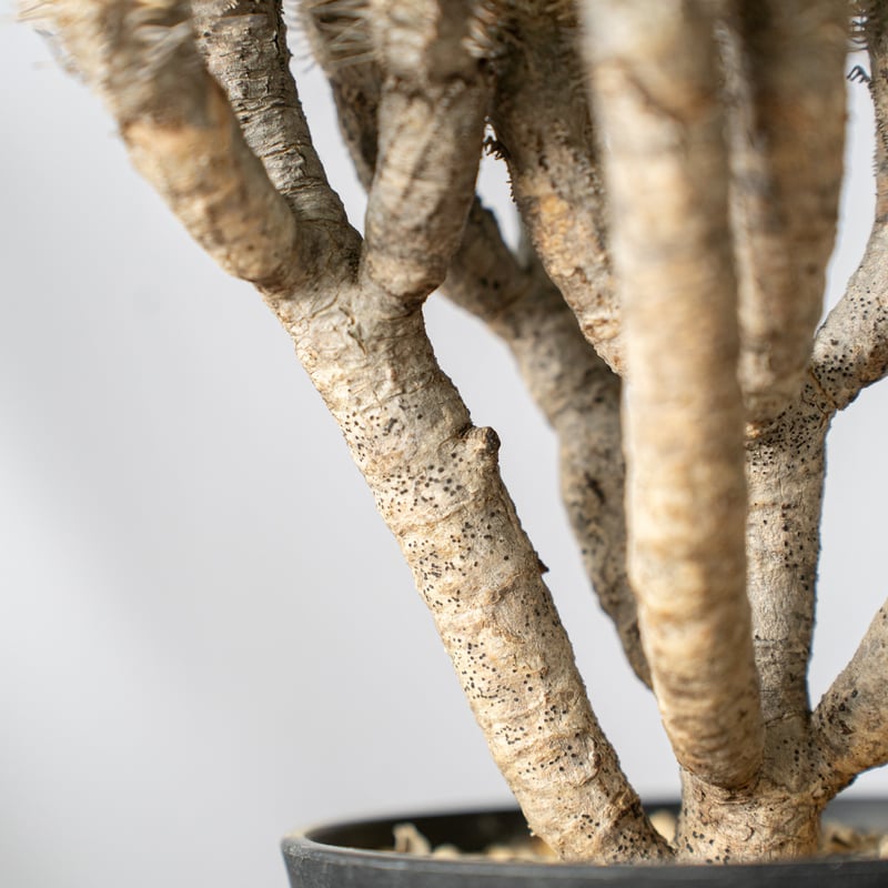 ユーフォルビア ギラウミニアナ Euphorbia guillauminiana 多肉植物