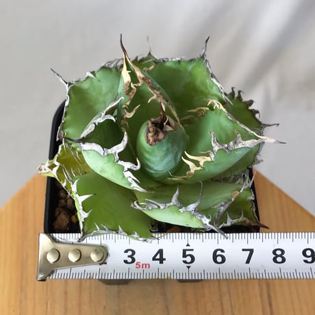 アガベ チタノタ フィリグリー OC株 agave titanota filigree 多肉植物 珍奇植物 静岡 ANTIDOTE 通販 S1062
