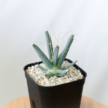 レウクテンベルギア | STORES