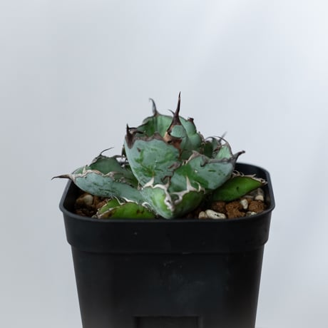 アガベ チタノタ ブラックアンドブルー BB  OC株【発根管理中】Agave titanota Black & Blue 多肉植物 珍奇植物 静岡 ANTIDOTE 通販 S1443