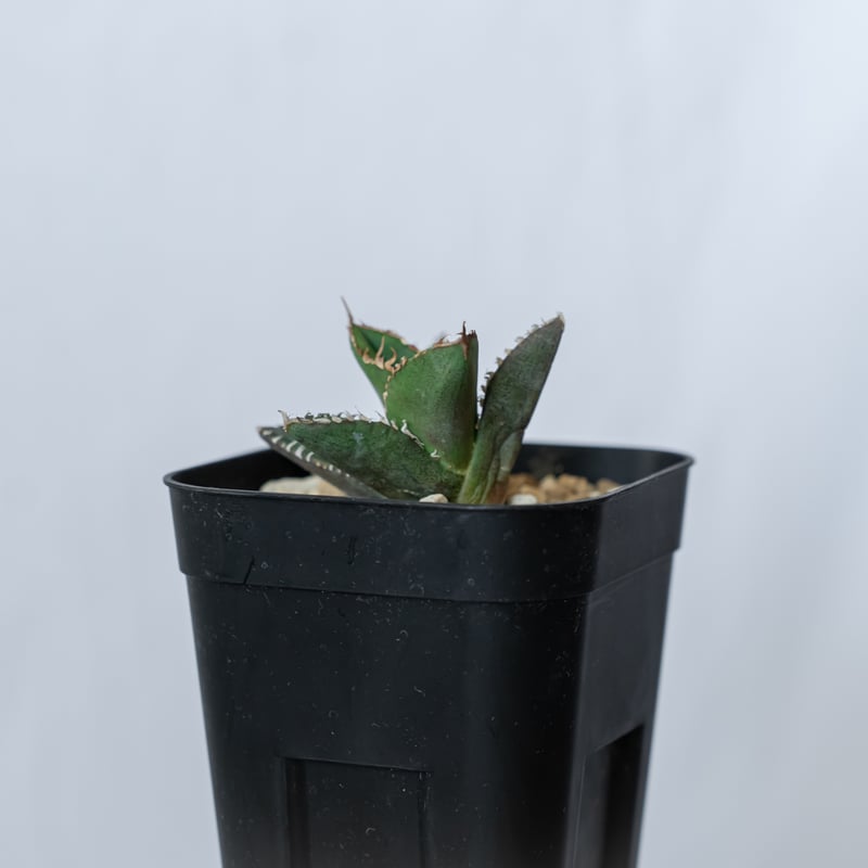 アガベ チタノタ 鬣蜥 イグアナ TC株 Agave titanota 多肉植物 珍奇