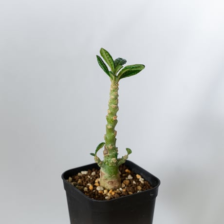 ドルステニア ギガス 実生 Dorstenia gigas 塊根植物 コーデックス 多肉植物 珍奇植物 静岡 ANTIDOTE 通販 S1452